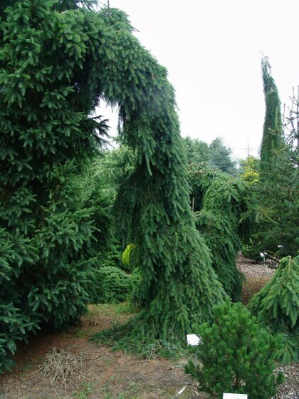 Smrk Omorika (převislý) Pendula 150/175 cm, v květináči Picea omorika pendula